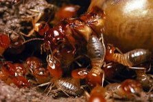 Traitement termites